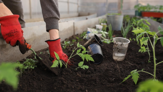 Drivhus tilplantes med tomatplanter